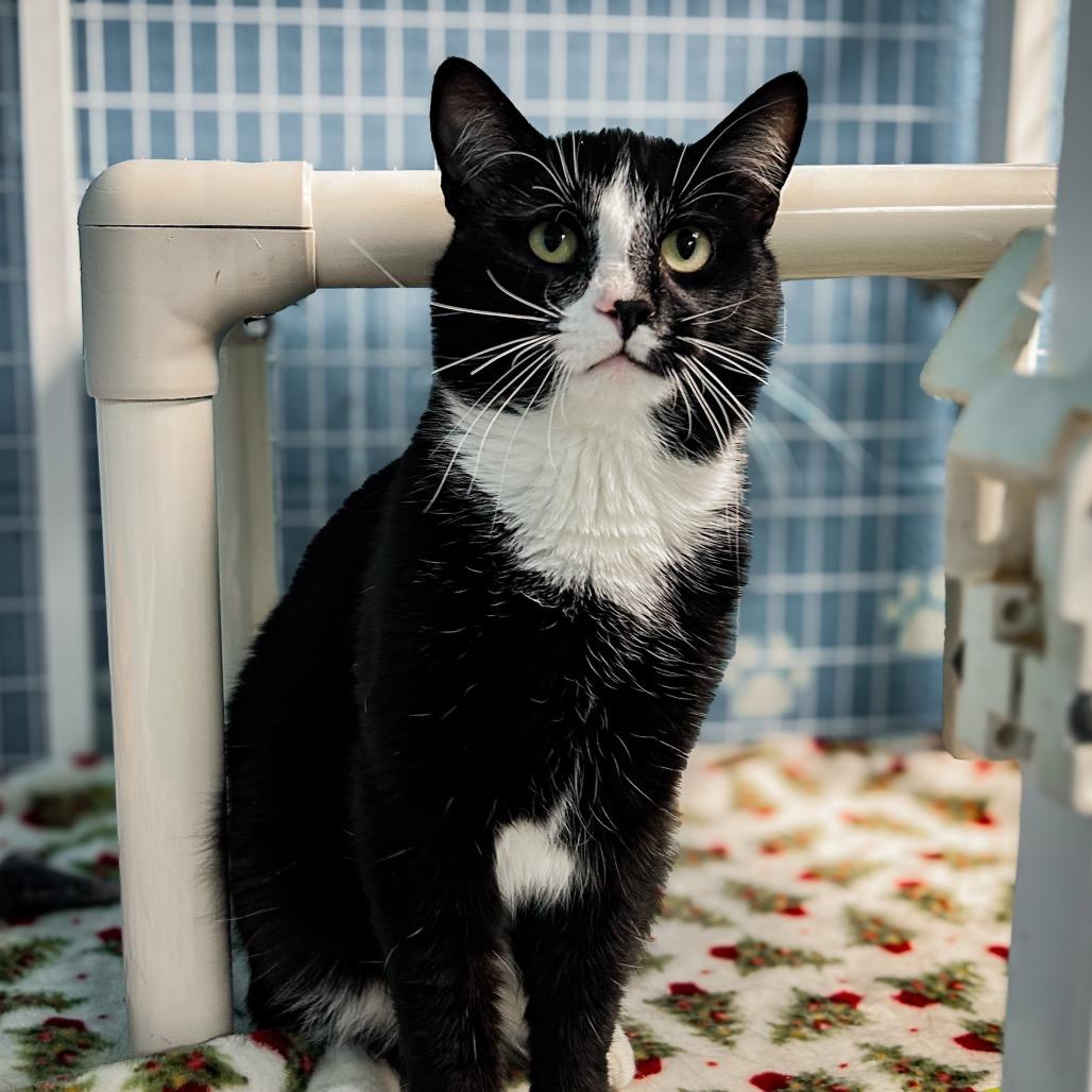 Chrono, a Adoptable Domestic Short Hair in Troy, VA image 3/3