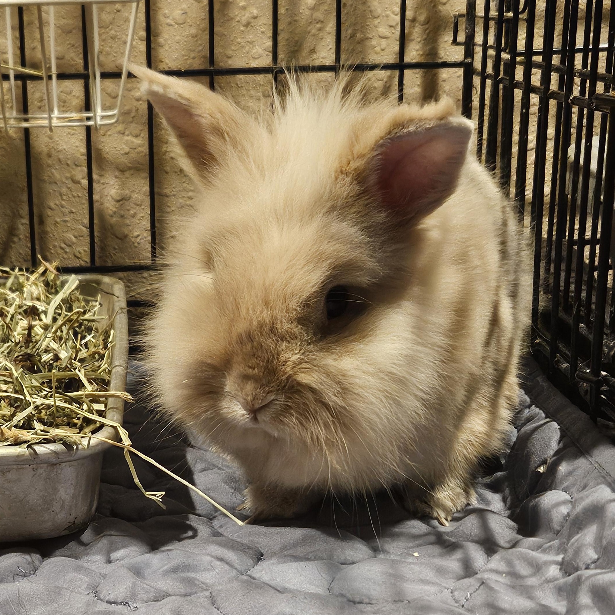 Teddy Sr. , ADOPTABLE, Senior Male Lionhead.