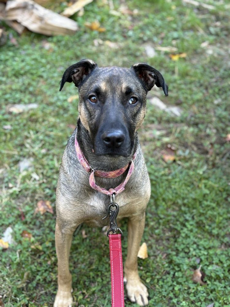 Lone, Adoptable, Young Male German Shepherd Dog & Shepherd.