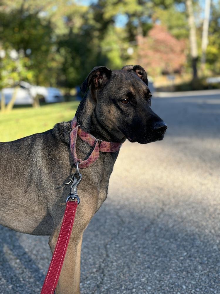 Lone, a Adoptable mixed breed in Brewster , NY image 2/6