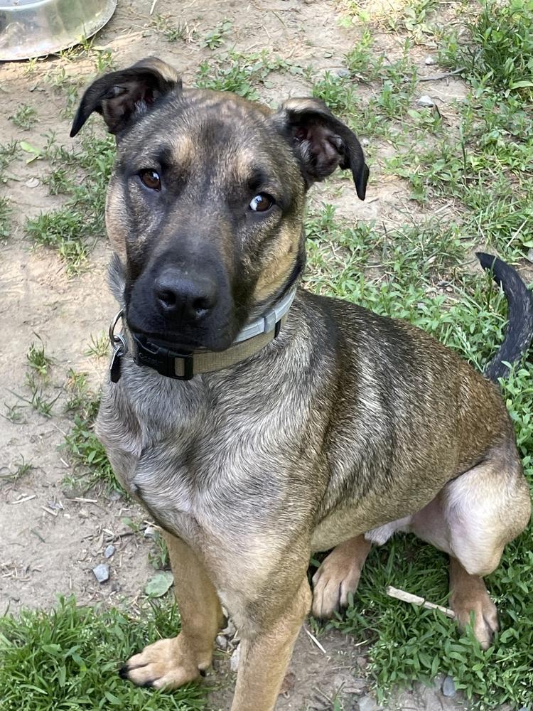 Lone, a Adoptable mixed breed in Brewster , NY image 3/6