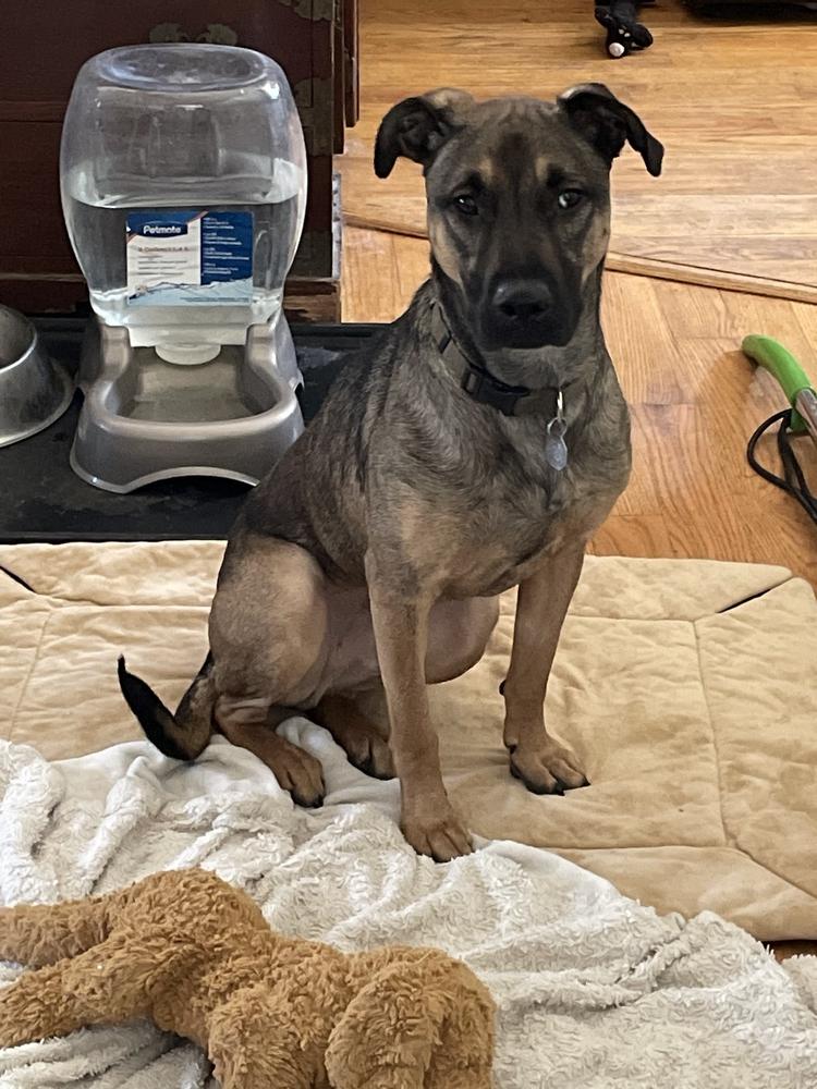 Lone, a Adoptable mixed breed in Brewster , NY image 4/6