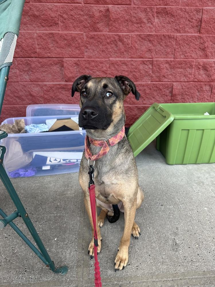 Lone, a Adoptable mixed breed in Brewster , NY image 5/6