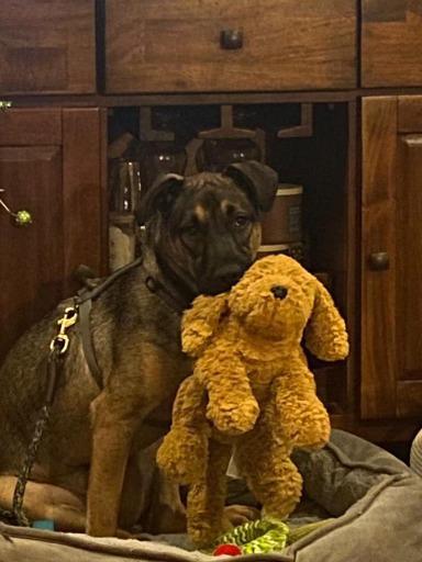 Lone, a Adoptable mixed breed in Brewster , NY image 6/6