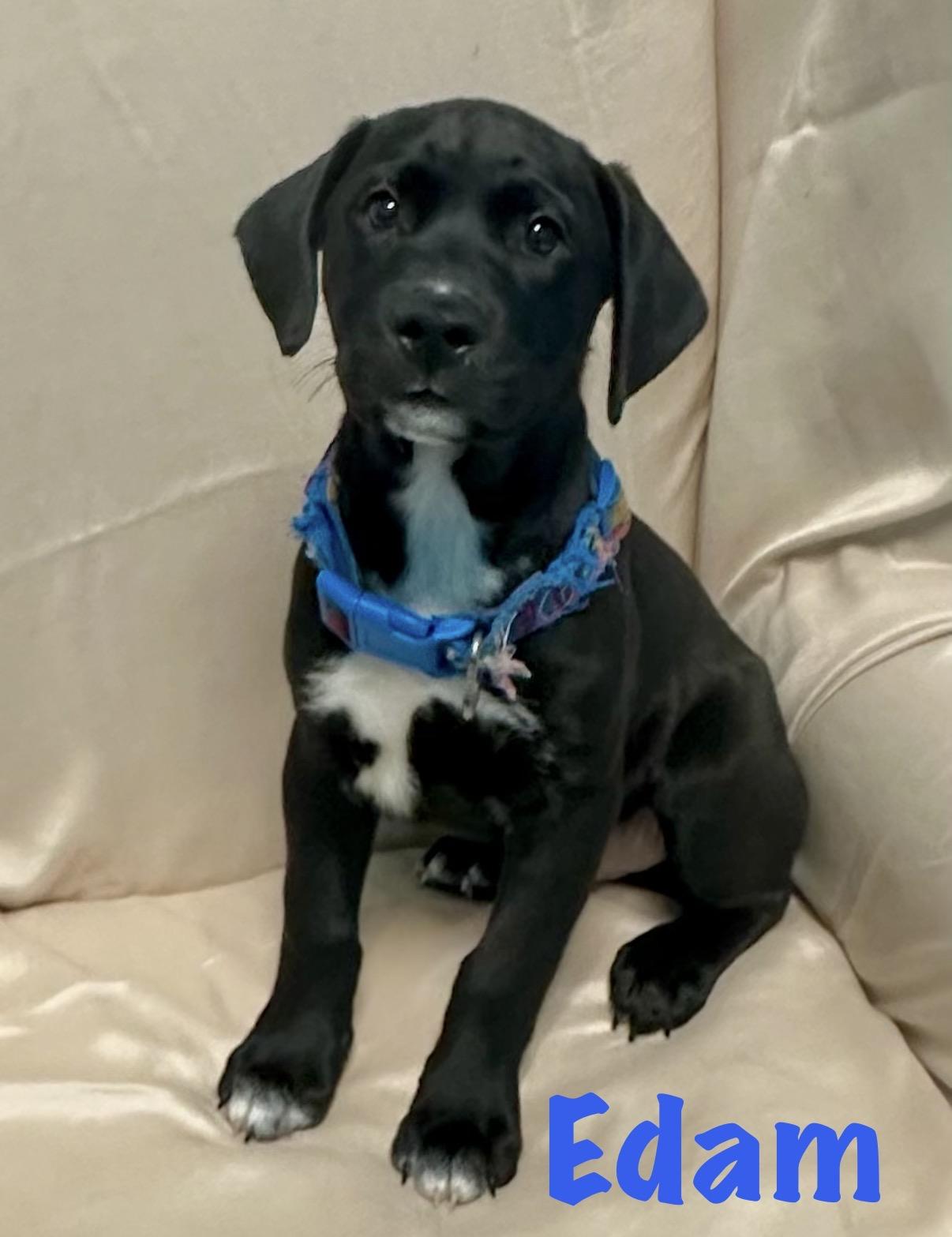 Edam, ADOPTABLE, Puppy Male Labrador Retriever.