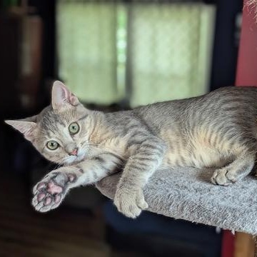 Westie, a Adoptable Domestic Short Hair in Hudsonville, MI image 1/6