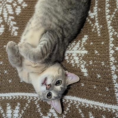 Westie, a Adoptable Domestic Short Hair in Hudsonville, MI image 2/6