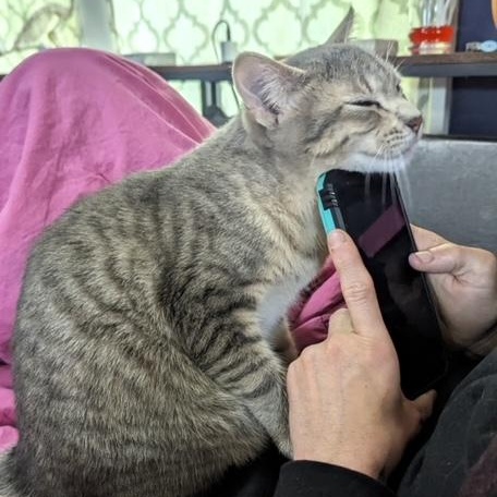 Westie, a Adoptable Domestic Short Hair in Hudsonville, MI image 3/6