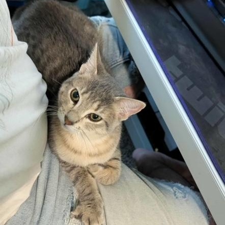 Westie, a Adoptable Domestic Short Hair in Hudsonville, MI image 4/6