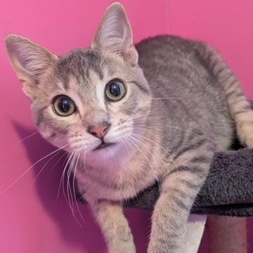 Westie, a Adoptable Domestic Short Hair in Hudsonville, MI image 5/6