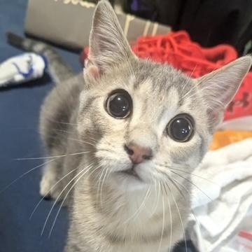 Westie, a Adoptable Domestic Short Hair in Hudsonville, MI image 6/6