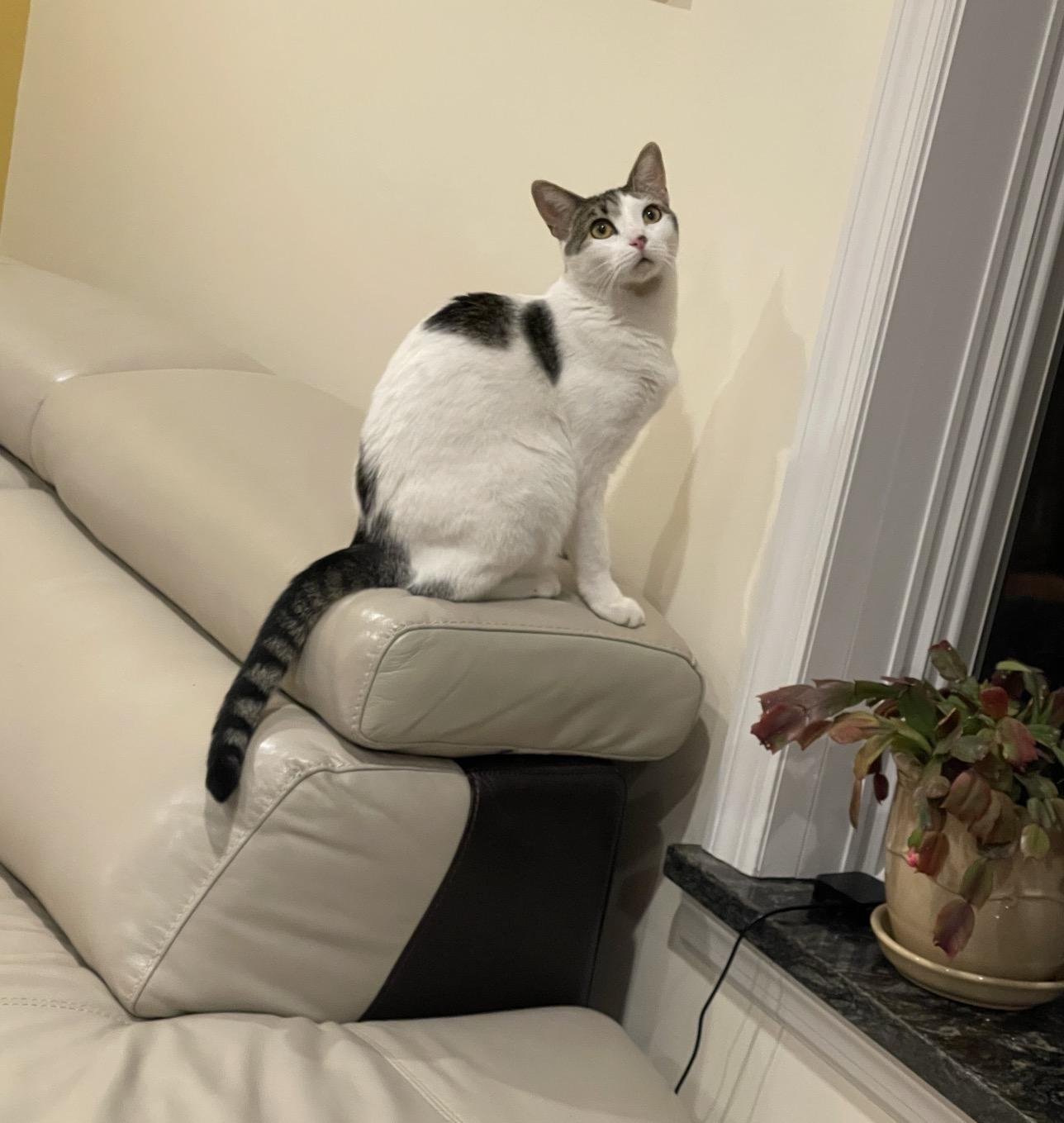 Ailana, a Adoptable Domestic Short Hair in Nutley, NJ image 5/5