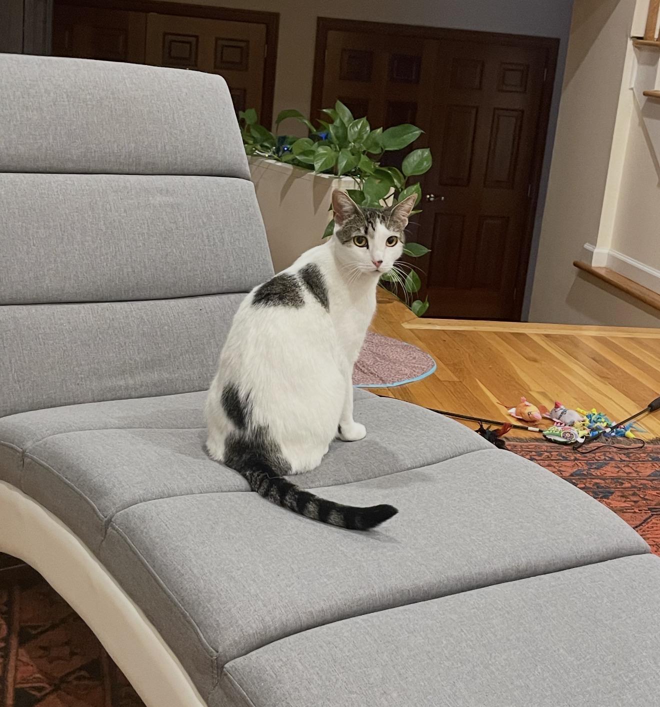 Ailana, a Adoptable Domestic Short Hair in Nutley, NJ image 4/5