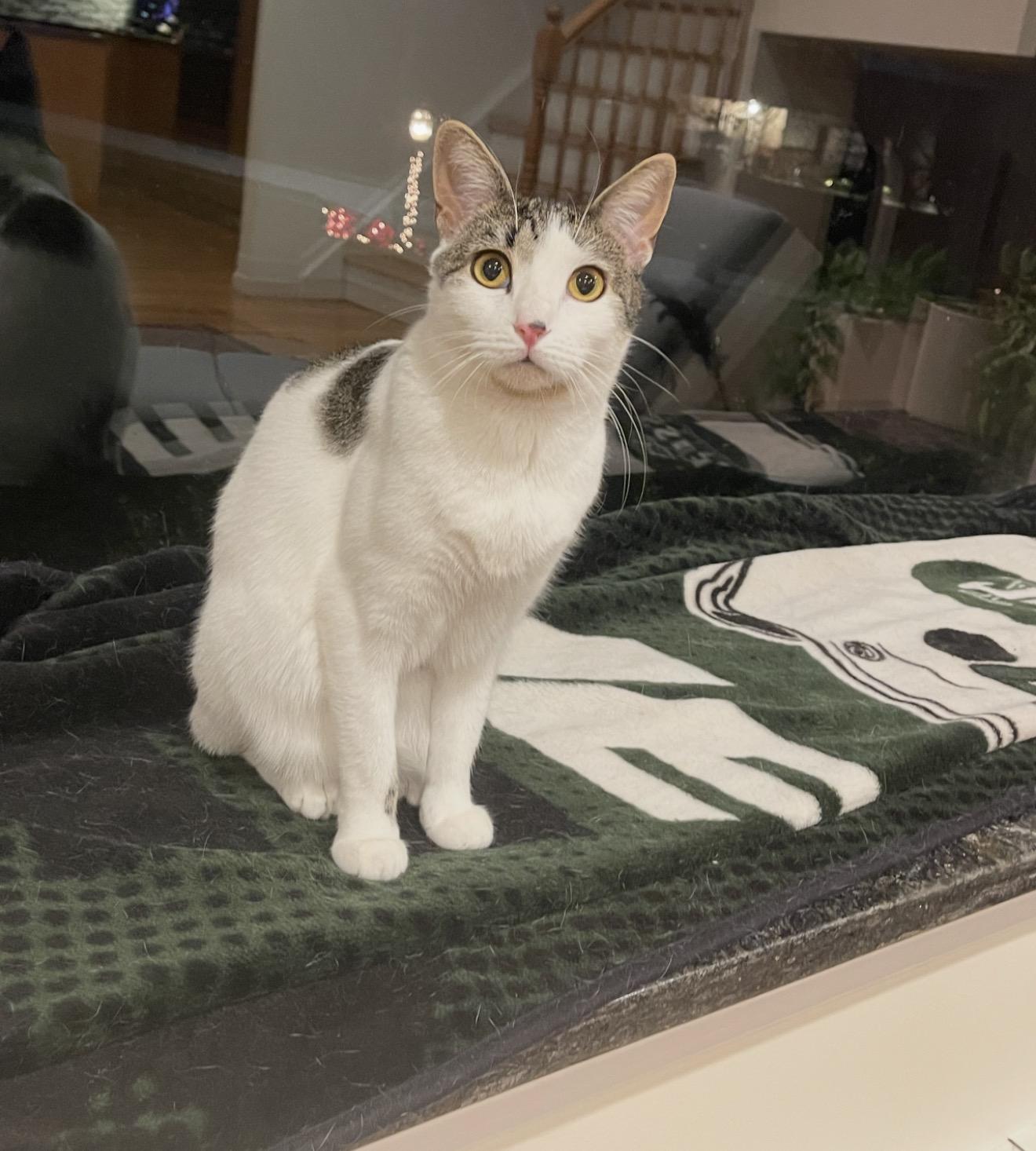 Ailana, Adoptable, Adult Female Domestic Short Hair.