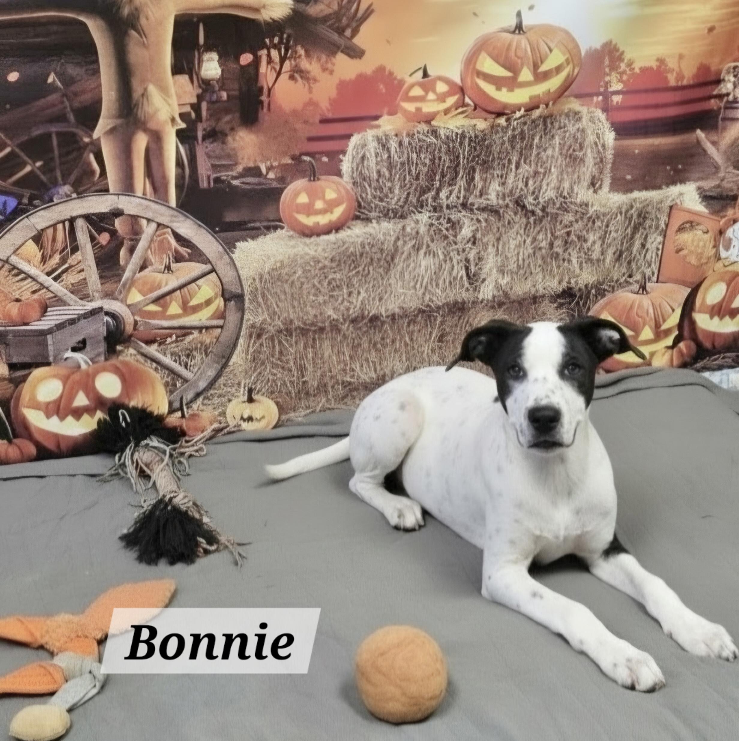 Bonnie photo