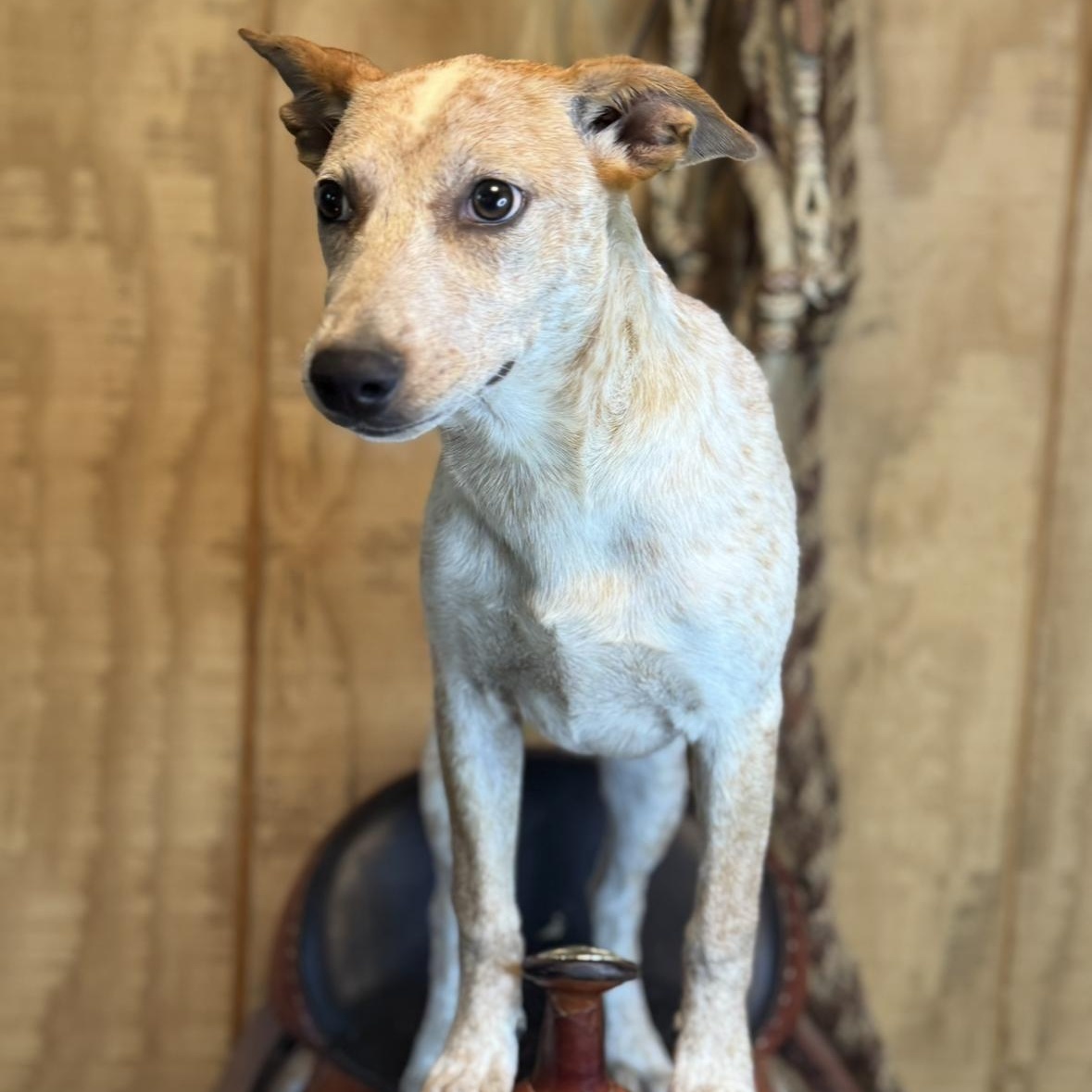 Camille $ thumbnail 5