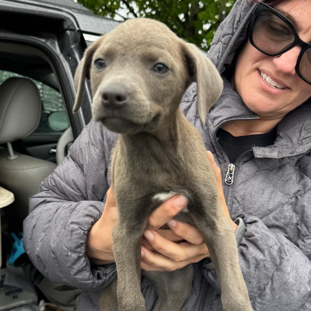 NY Ice Avail May 30 (Wabeeka Campground Copake NY), a Adoptable mixed breed in Eastford, CT image 1/4