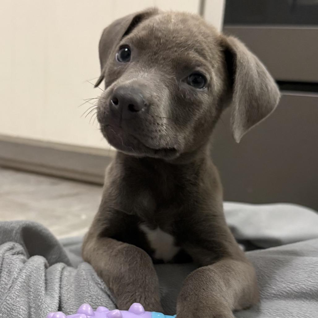 NY Ice Avail May 30 (Wabeeka Campground Copake NY), a Adoptable mixed breed in Eastford, CT image 2/4