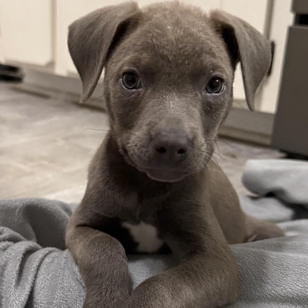 NY Ice Avail May 30 (Wabeeka Campground Copake NY), a Adoptable mixed breed in Eastford, CT image 4/4