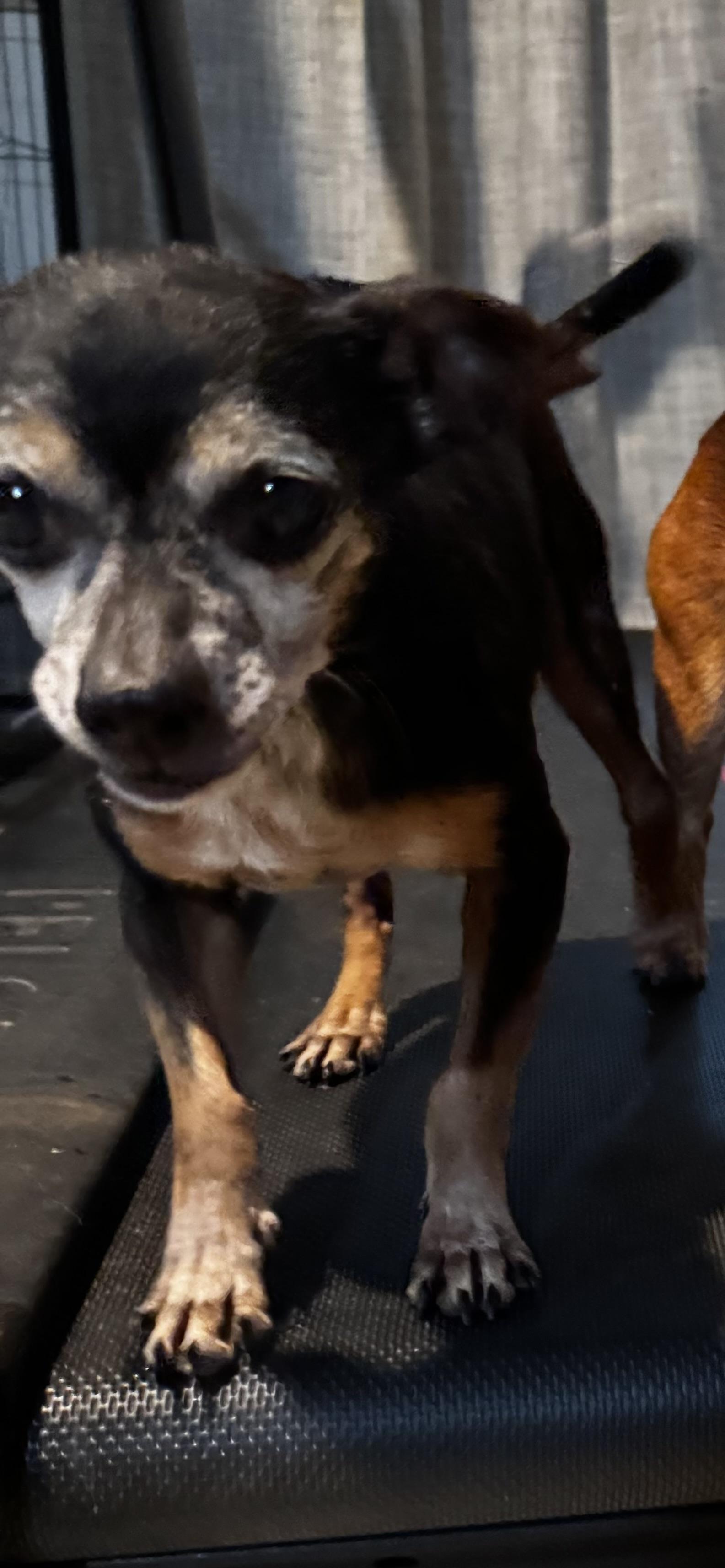 Hays, ADOPTABLE, Senior Male Chihuahua.
