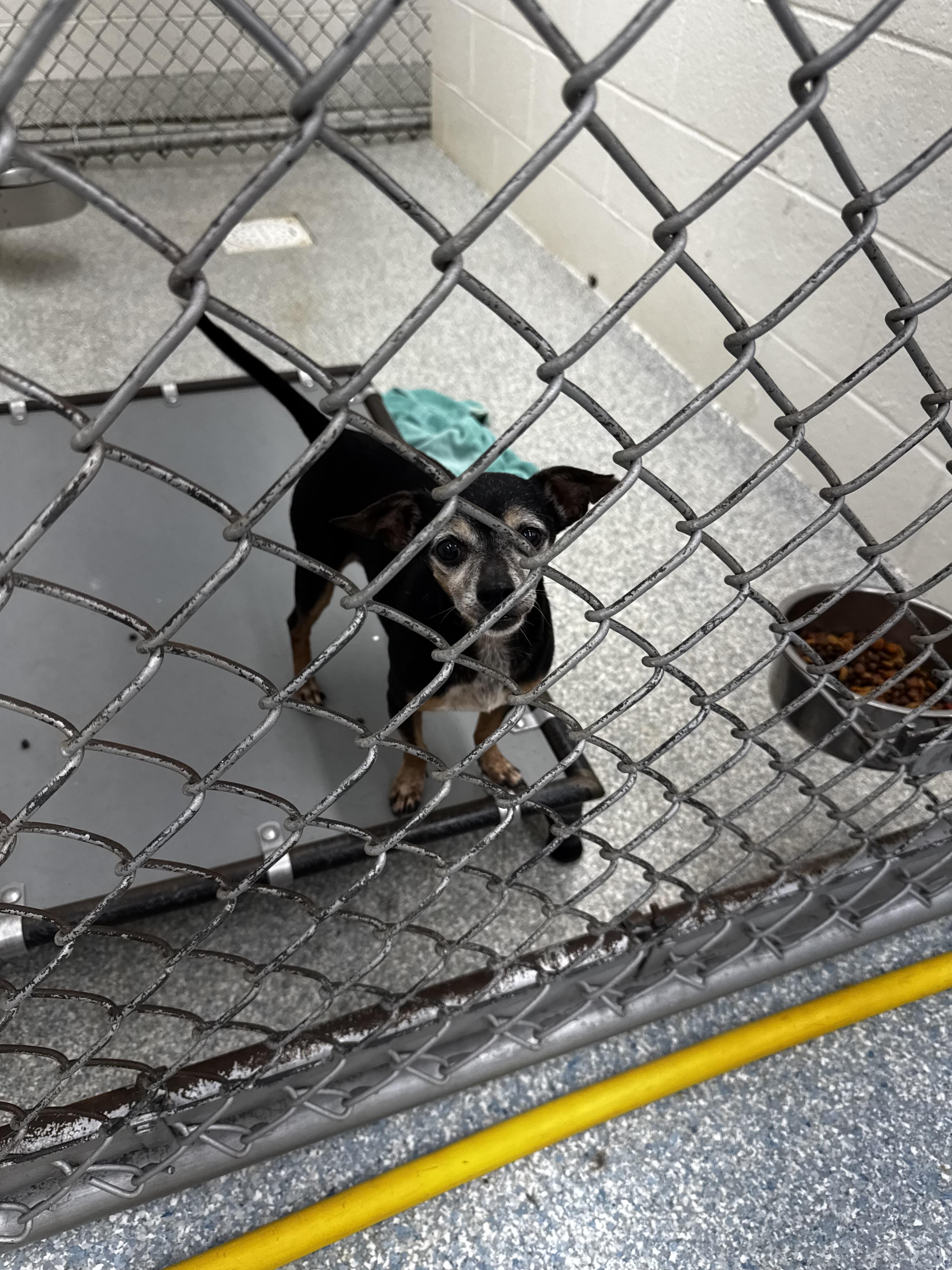 Enlarge Hays, a ADOPTABLE mixed breed in Wilkesboro, NC image 3/3