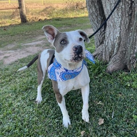 Enlarge ALLEY, a Adoptable Pit Bull Terrier in Brattleboro, VT image 6/6