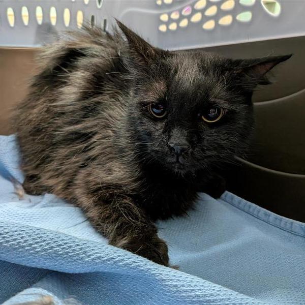 Enlarge Jung Kook, a Adoptable Domestic Long Hair in Tacoma, WA image 1/1