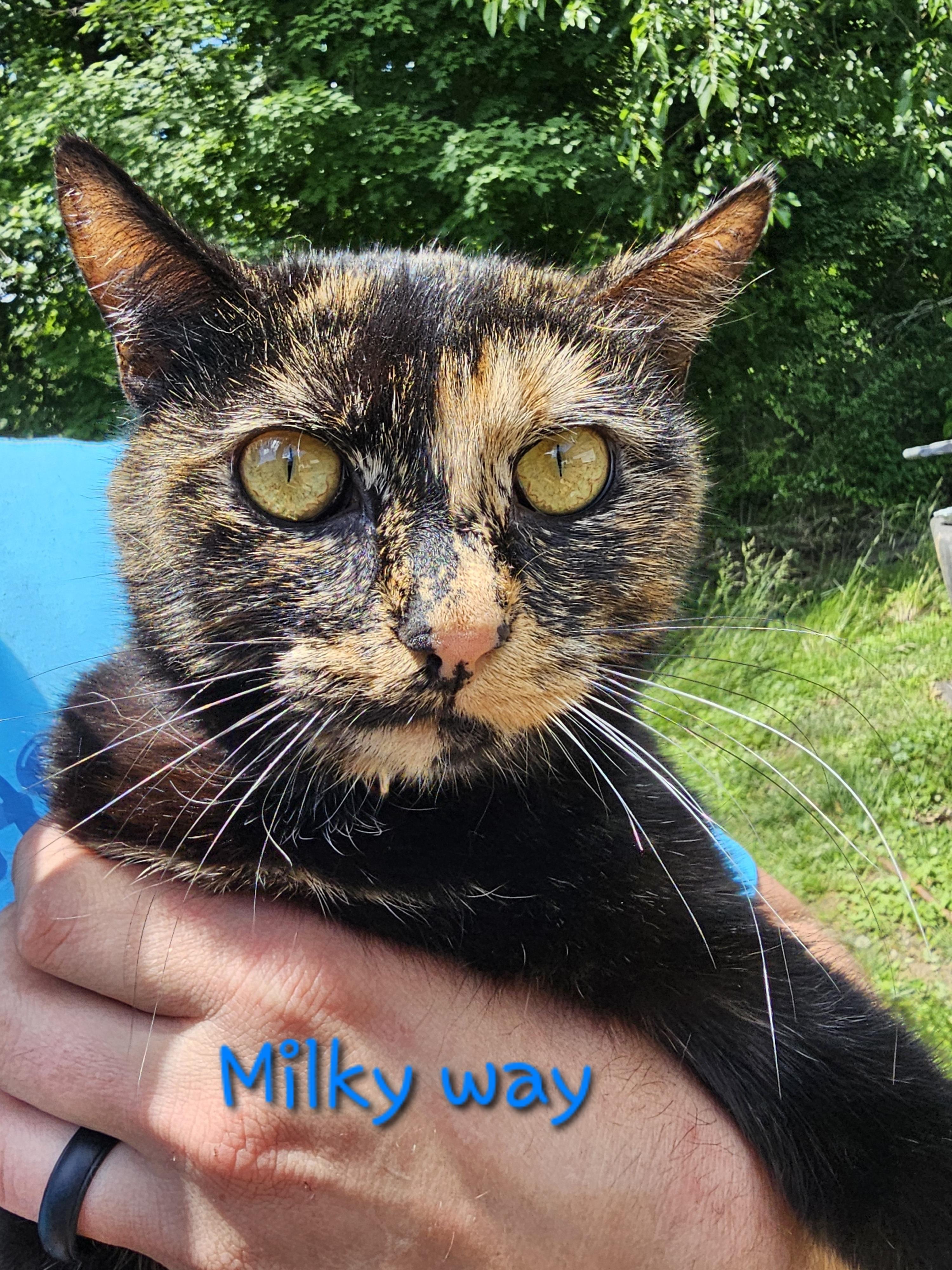 Milky Way, Adoptable, Adult Female Tortoiseshell.