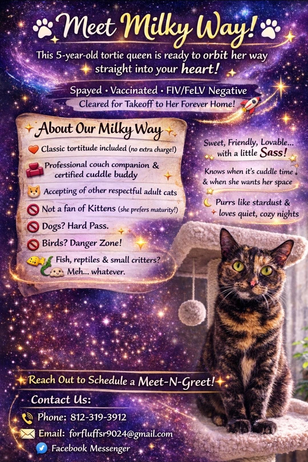Milky Way, a Adoptable Tortoiseshell in Central City, KY image 2/2