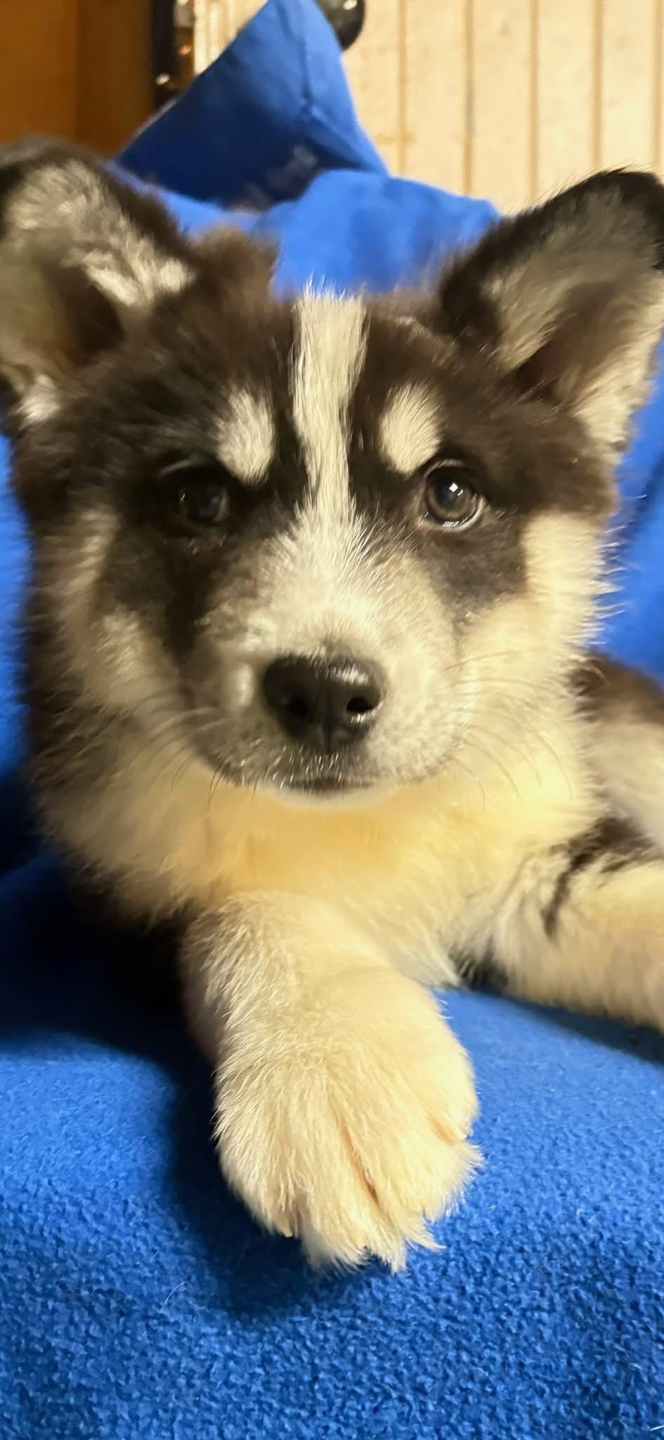 Ranger, ADOPTABLE, Puppy Male Husky.