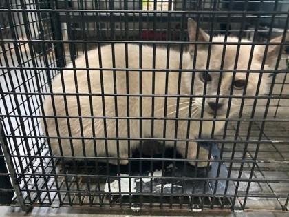 Enlarge Tank, a Adoptable mixed breed in Port Allen, LA image 1/1