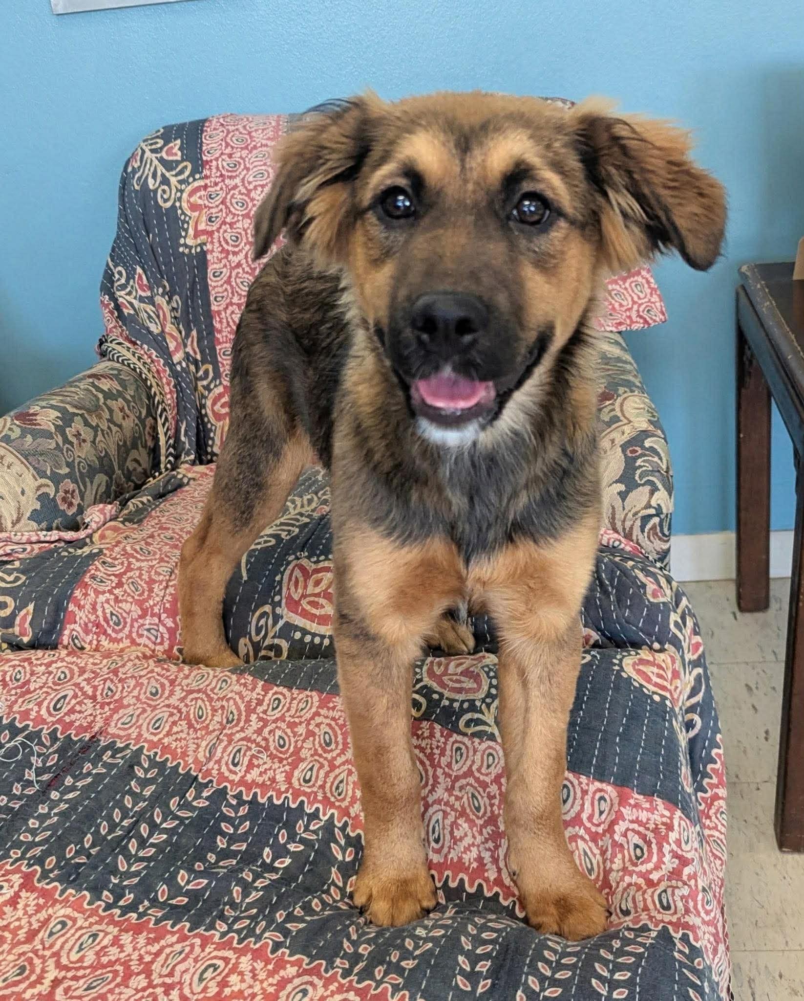 Enlarge Matilda in NH! Come Meet our Adoptable Dogs Wednesday-Saturday. More info in Bio! , an adopted mixed breed in Manchester, NH image 1/1