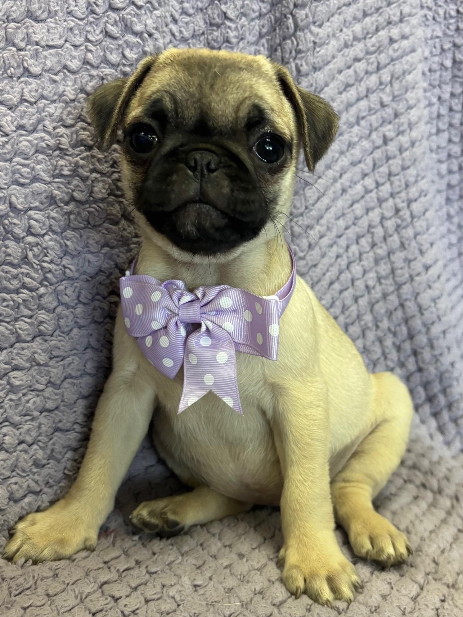 Chanel, Baby Female unknown