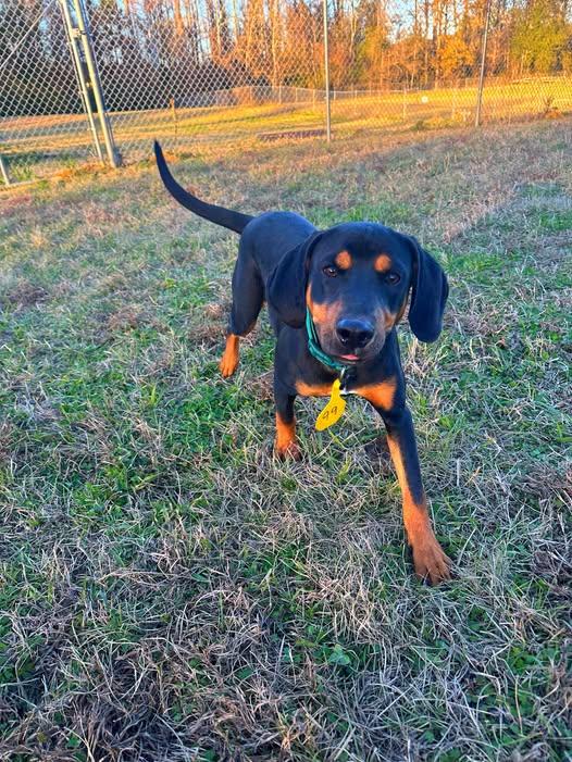 Enlarge Jack, a ADOPTABLE Coonhound in Jackson, MS image 1/1