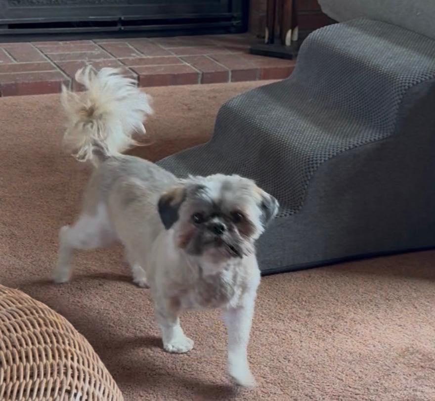 Enlarge Chewy, an adopted Shih Tzu in Lincoln, NE image 2/4