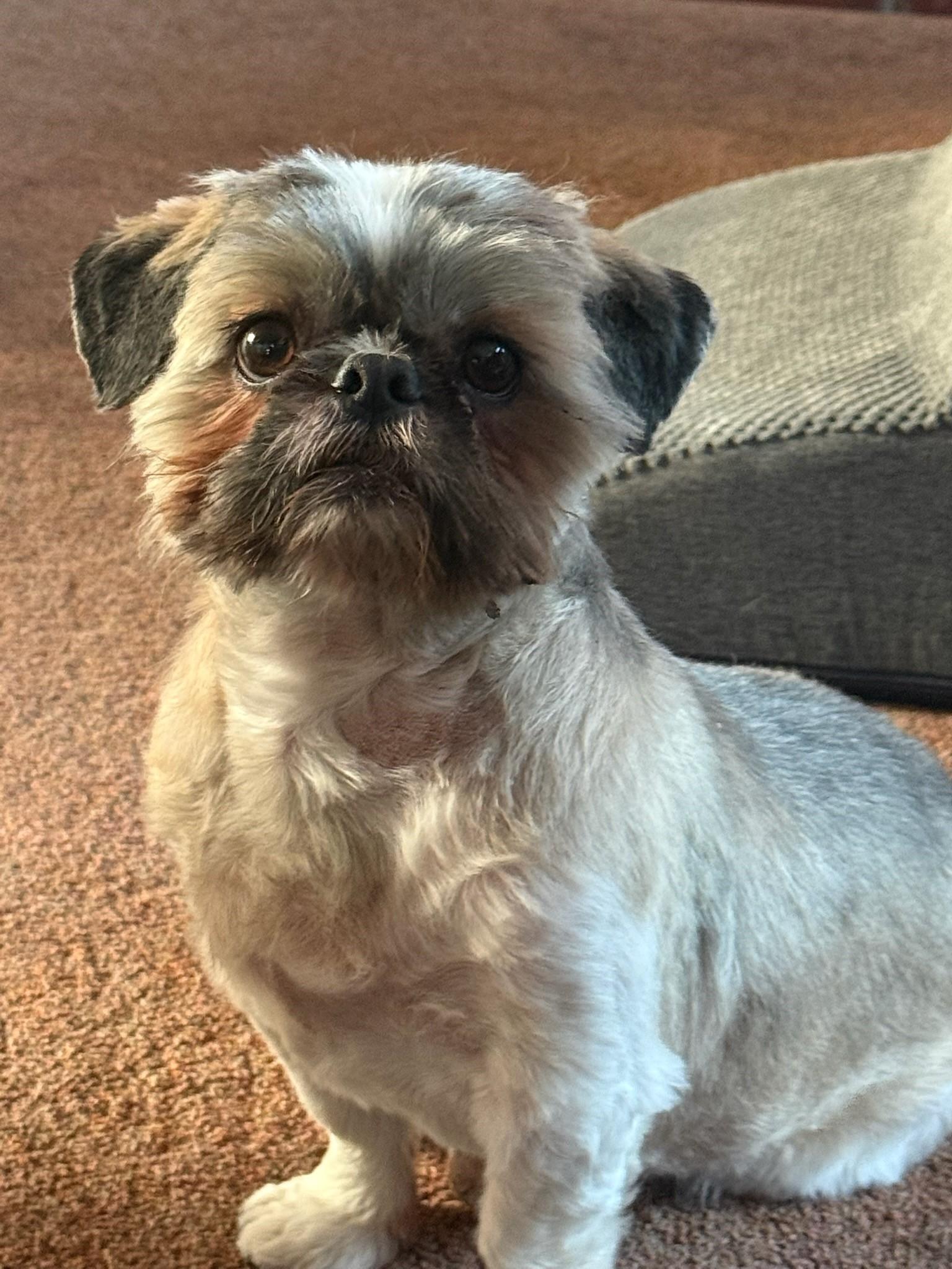 Enlarge Chewy, an adopted Shih Tzu in Lincoln, NE image 1/4