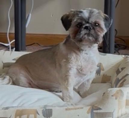 Enlarge Chewy, an adopted Shih Tzu in Lincoln, NE image 3/4