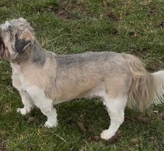 Enlarge Chewy, an adopted Shih Tzu in Lincoln, NE image 4/4