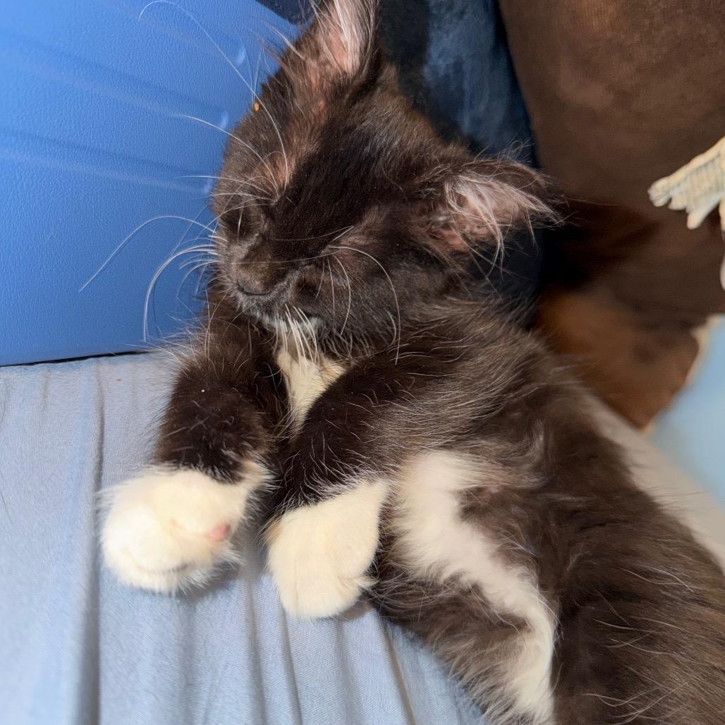 Gem, Adoptable, Kitten Female Domestic Long Hair.
