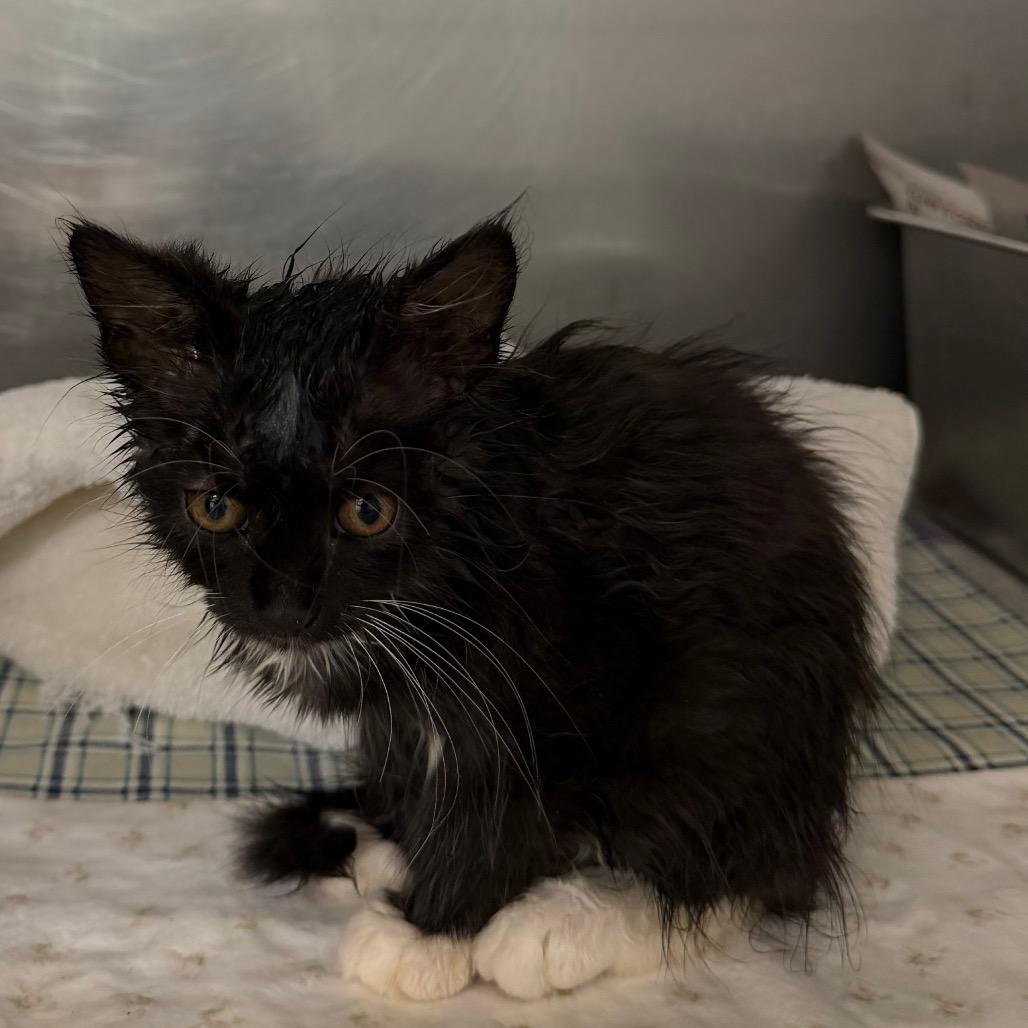 Enlarge Gem, a Adoptable Domestic Long Hair in Ruckersville, VA image 2/2