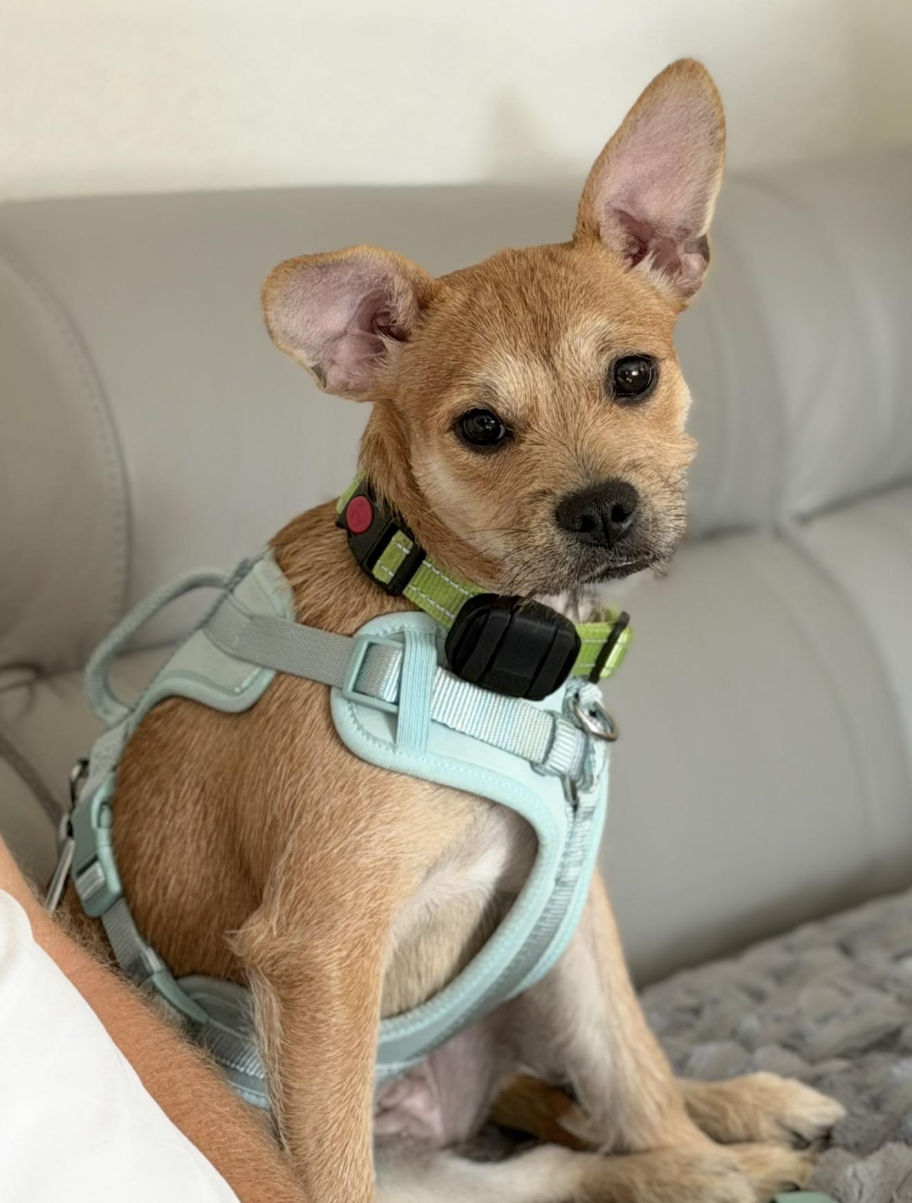 Suki, a ADOPTABLE mixed breed in Palm springs, FL image 5/5