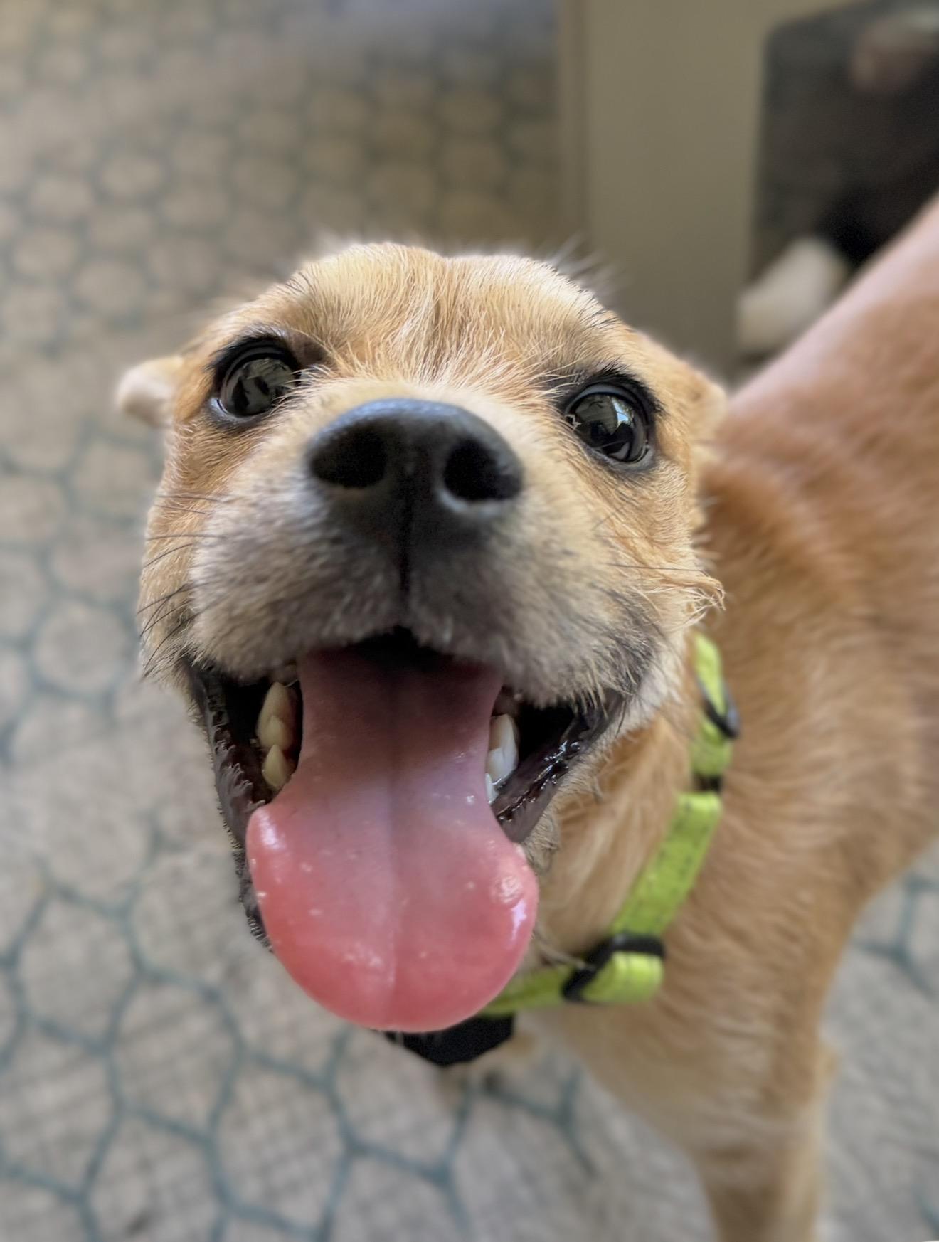 Suki, a ADOPTABLE mixed breed in Palm springs, FL image 4/5
