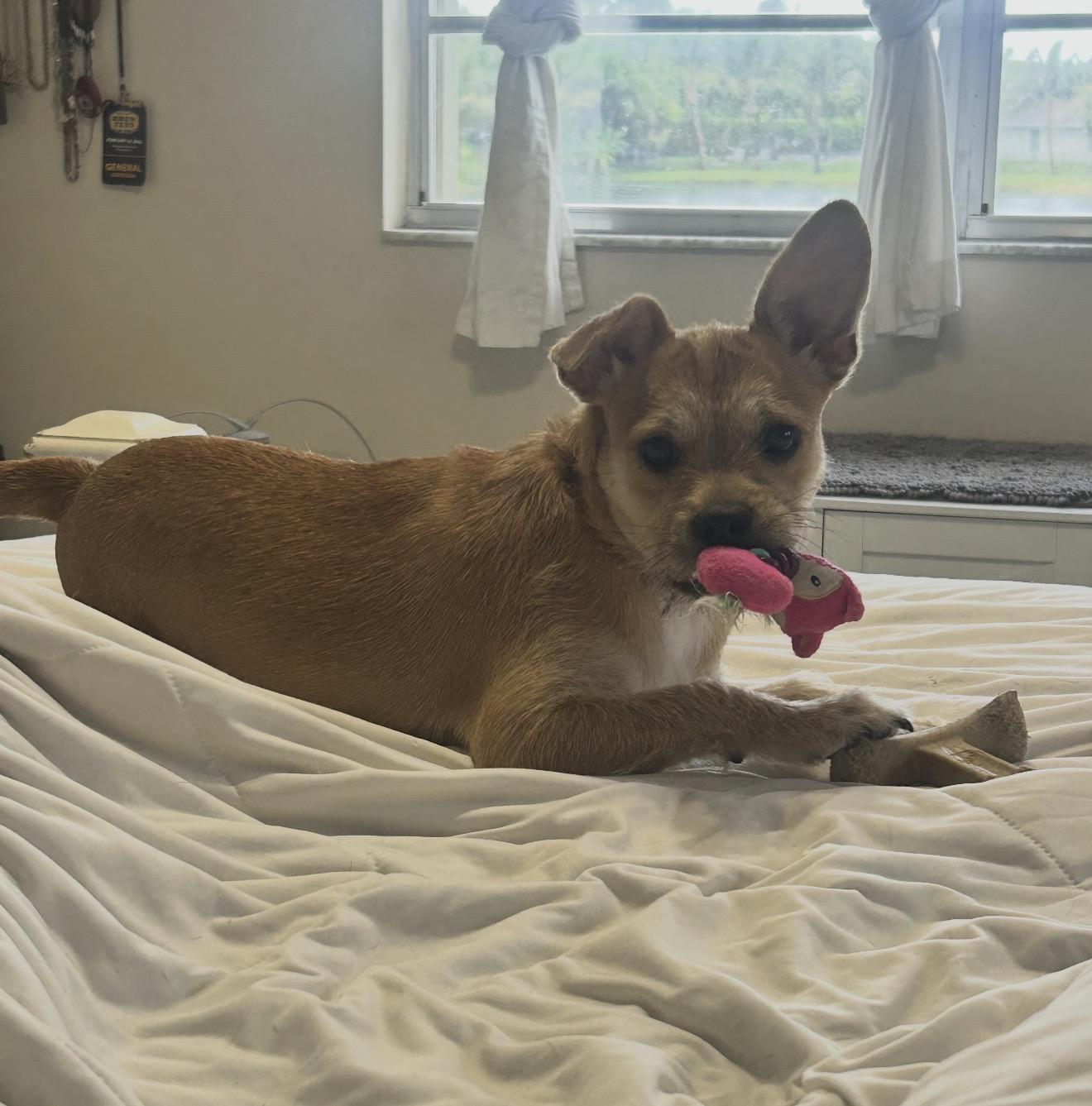 Suki, a ADOPTABLE mixed breed in Palm springs, FL image 3/5