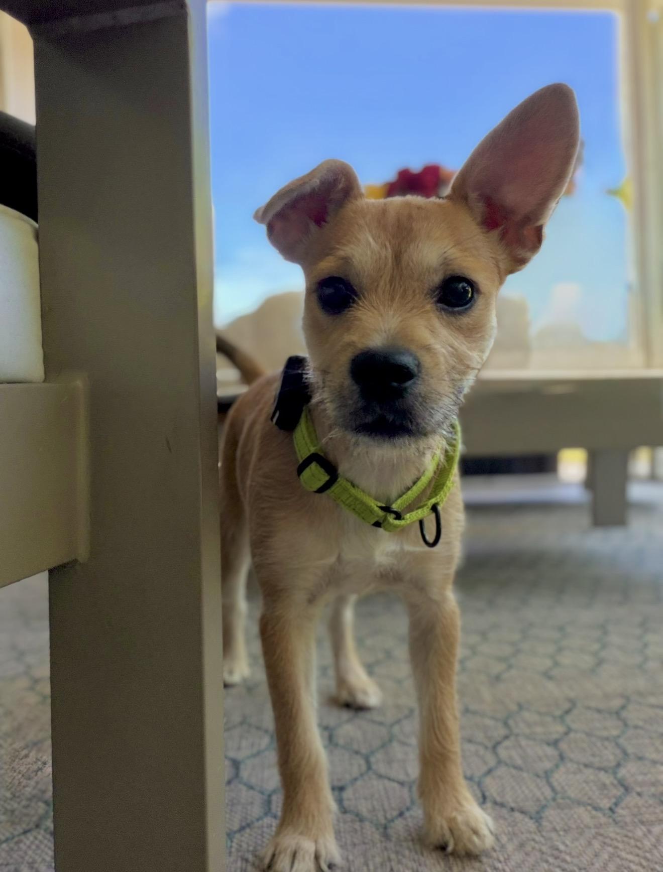 Suki, ADOPTABLE, Puppy Female Mixed Breed.