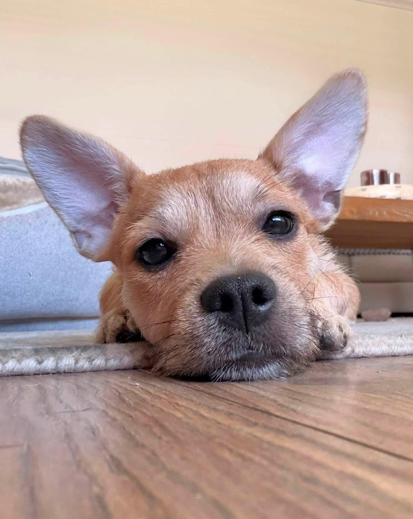 Suki, a ADOPTABLE mixed breed in Palm springs, FL image 2/5
