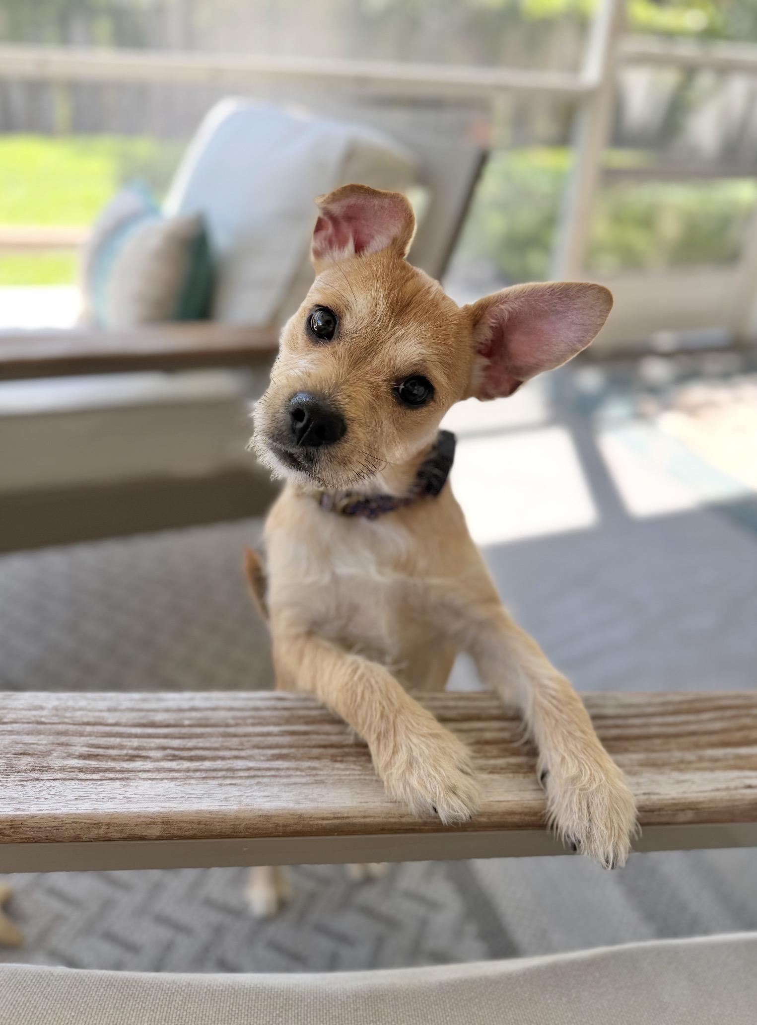 Suki, ADOPTABLE, Puppy Female Border Terrier.