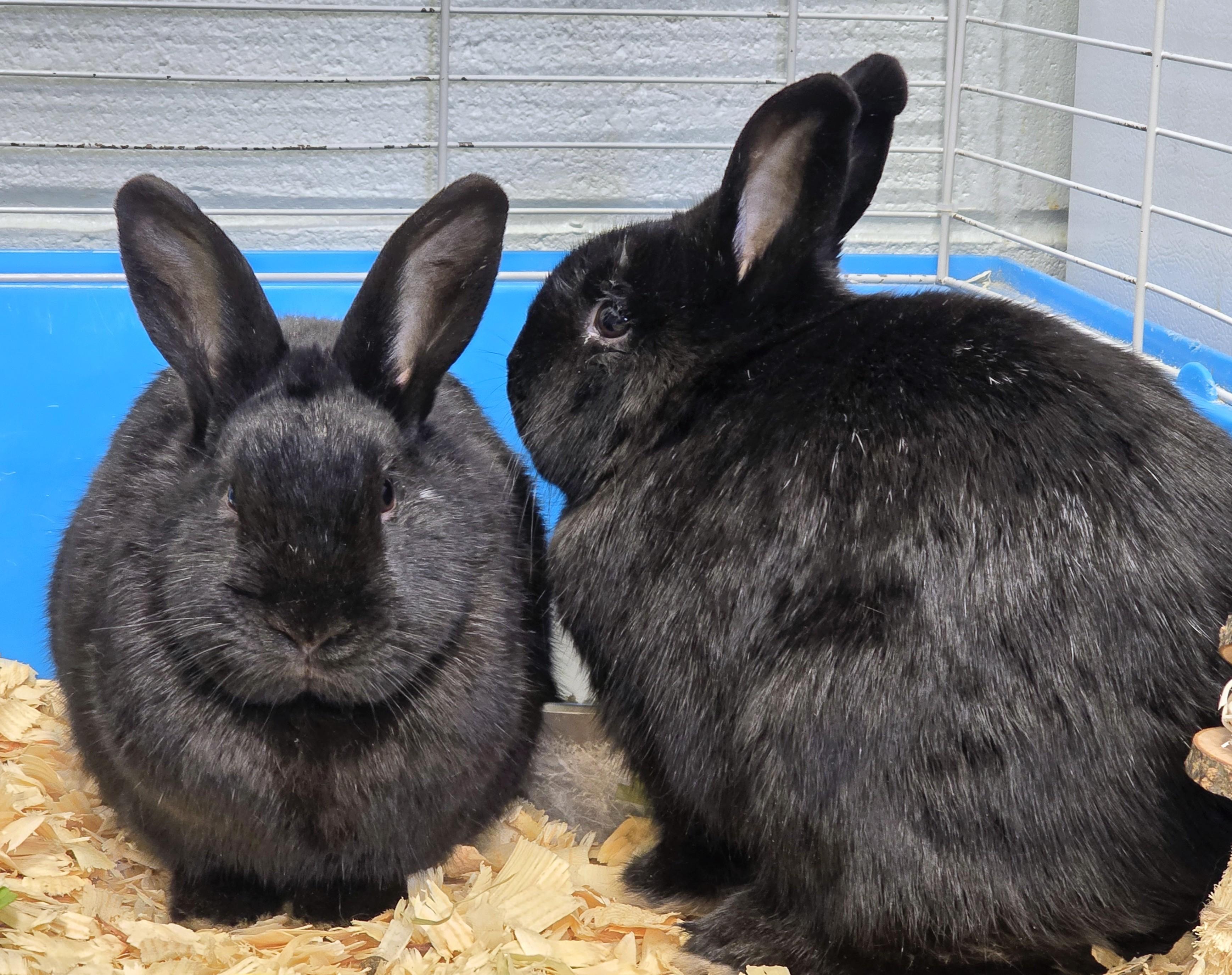 Enlarge #49 Pound Cake & #50 Sweetie Belle, an adopted Dwarf in Amityville, NY image 2/2