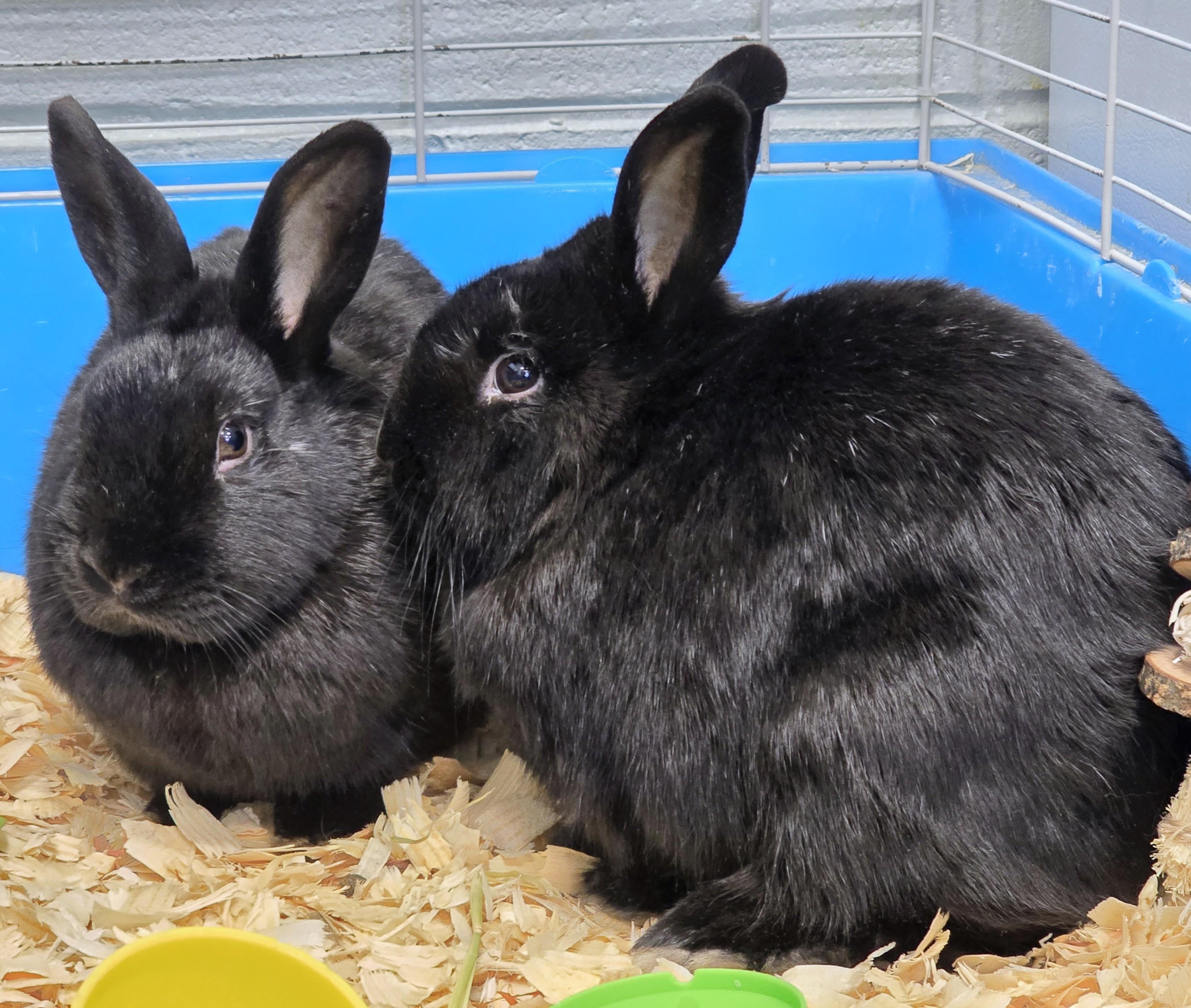 Enlarge #49 Pound Cake & #50 Sweetie Belle, an adopted Dwarf in Amityville, NY image 1/2