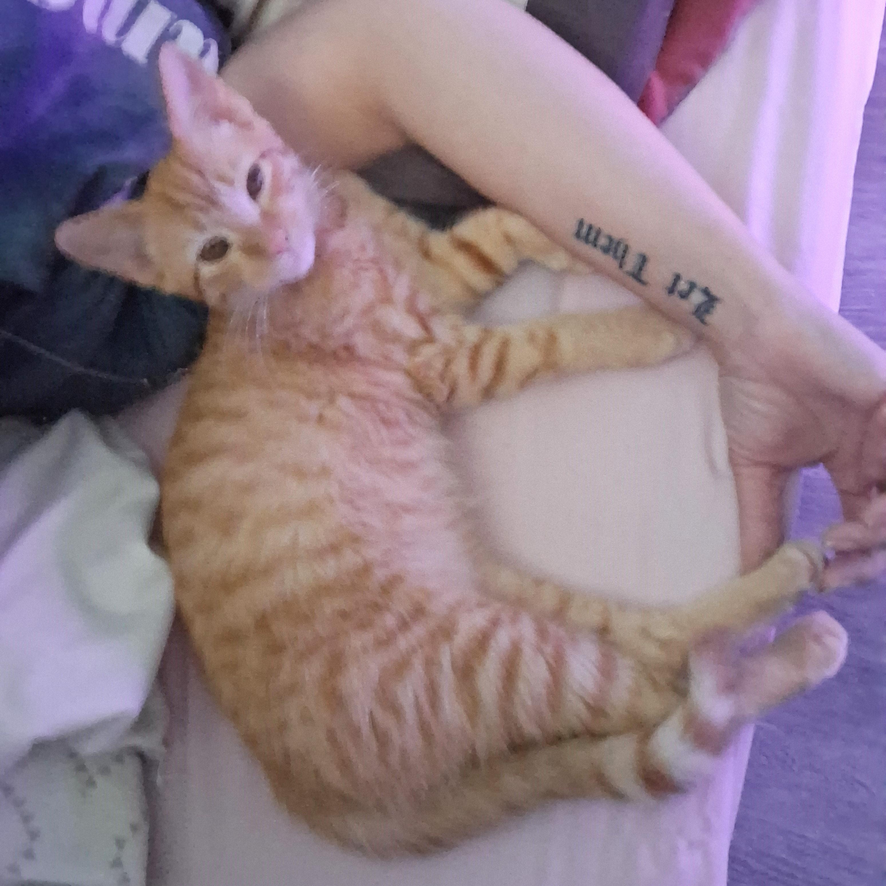 Atlantic, Adoptable, Kitten Male Domestic Short Hair.