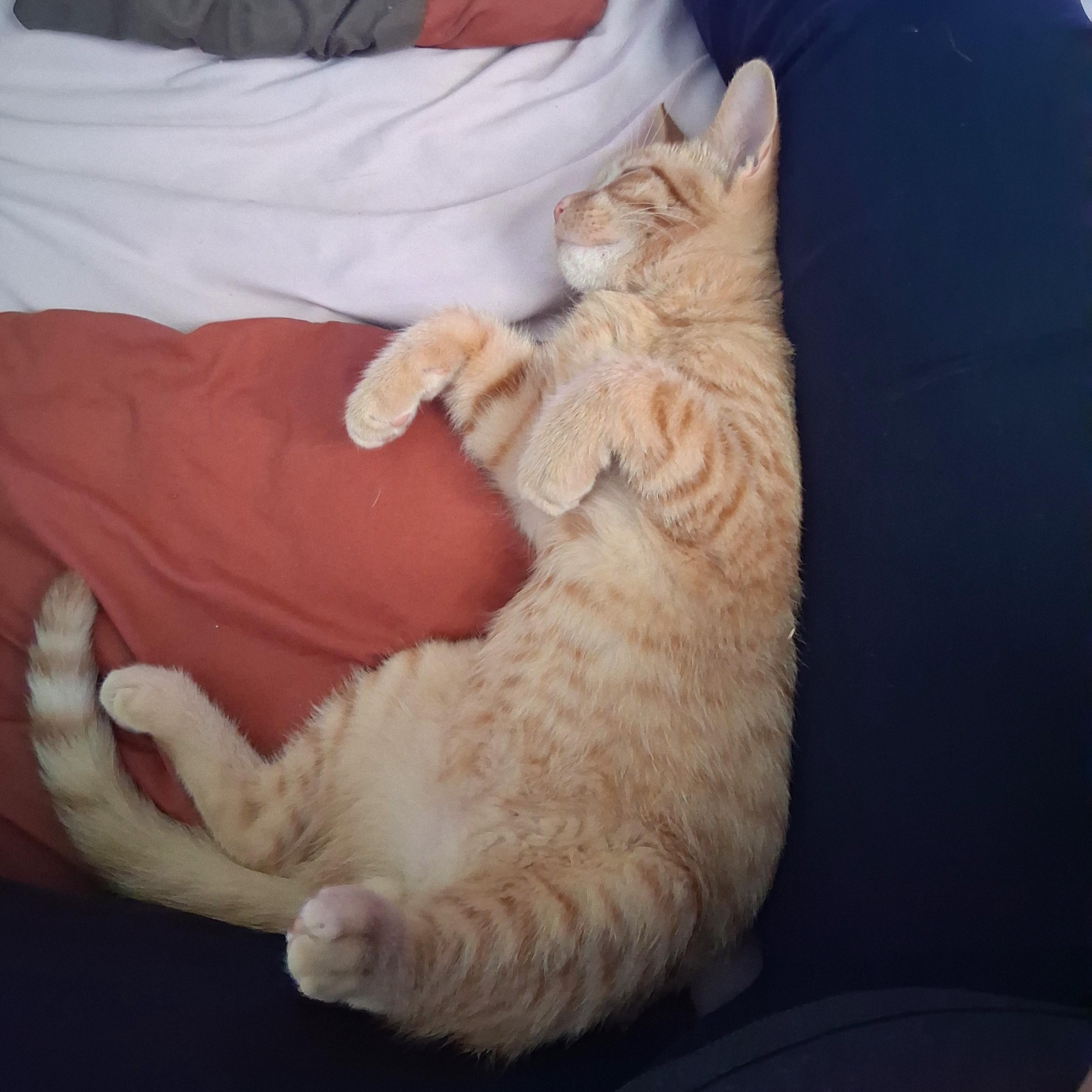 Enlarge Atlantic, a Adoptable Domestic Short Hair in Richmond, VA image 2/4